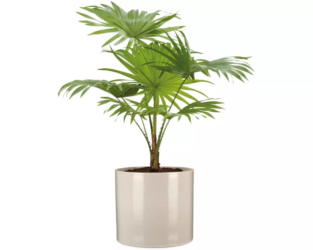 scheurich Blumentopf Sesam 14 cm, Créme