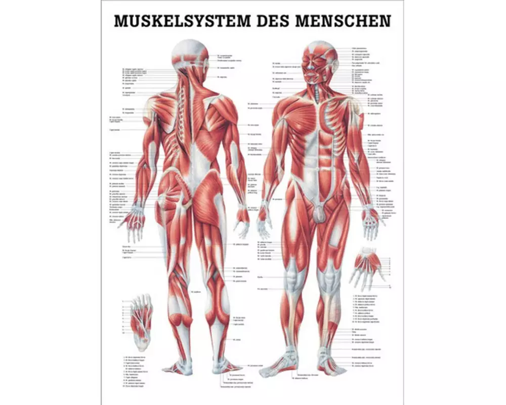 Rüdiger Anatomische Lehrtafel Das Muskelsystem 50 x 70 cm DE