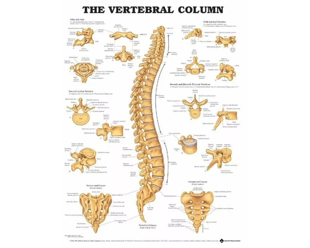 The Vertebral Column Anatomical Chart