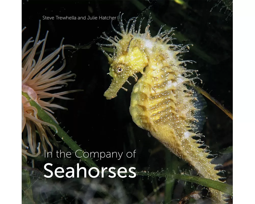 In the Company of Seahorses