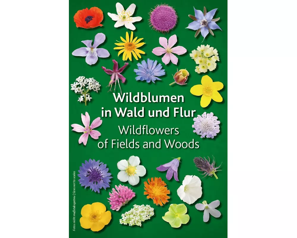 Wildblumen in Wald und Flur
