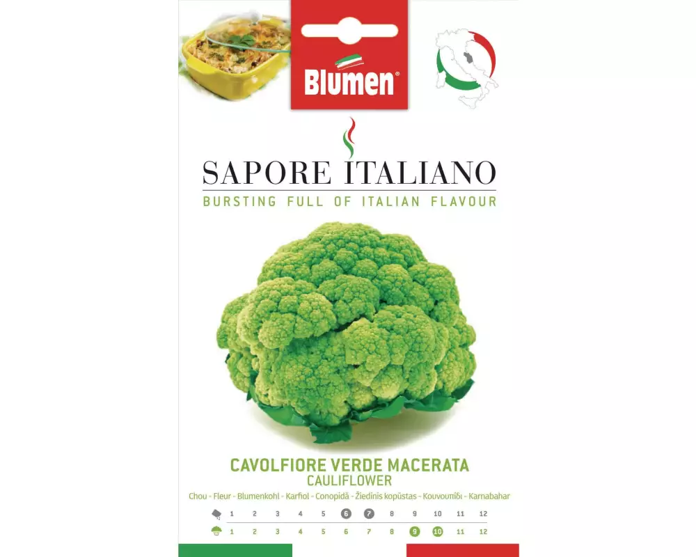 Blumen Samen Blumenkohl Verde Macerata