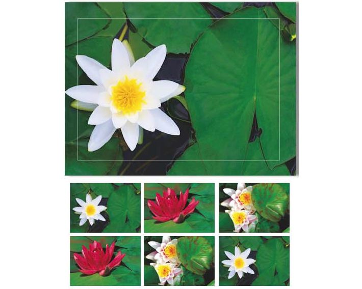 HASCHEMI Doppelkarten-Box 804 804 SEEROSEN