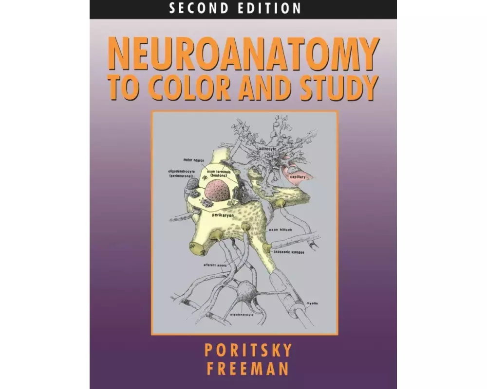 Neuroanatomy to Color and Study
