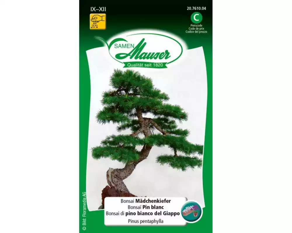 Samen Mauser Bonsai Mädchenkiefer