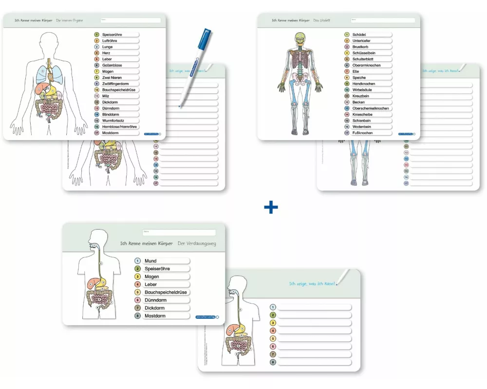 Ich kenne meinen Körper - Organe / Skelett / Verdauung- 3 Tafeln im Set mit Stift