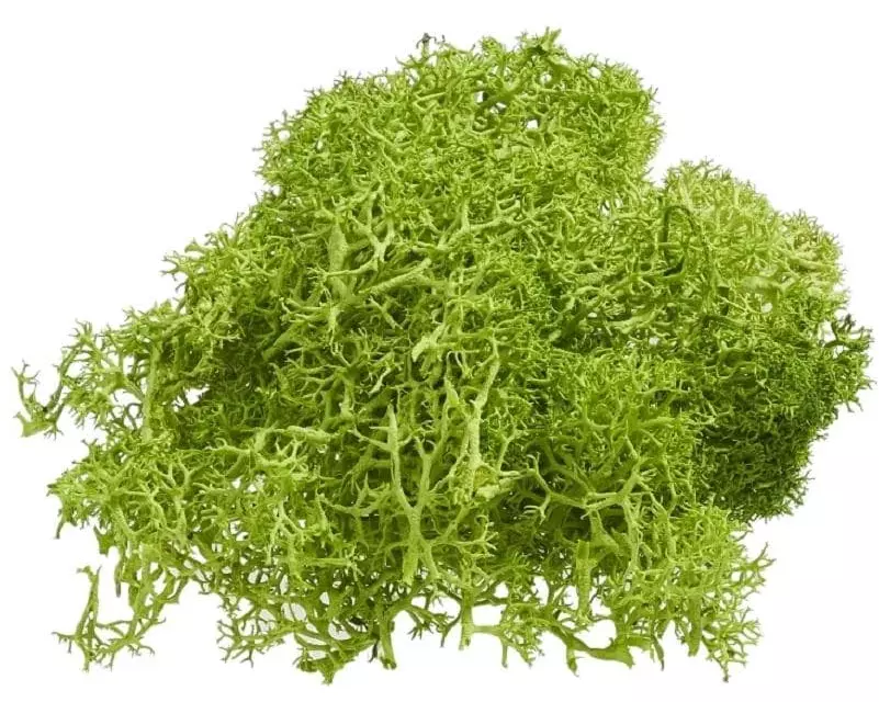 HobbyFun Mini-Utensilien Islandmoos 20g, Grün