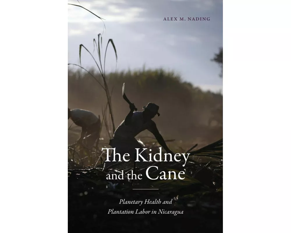 The Kidney and the Cane