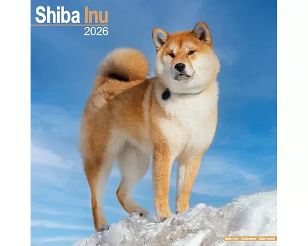 Shiba Inu Calendar 2026 Square Dog Breed Wall Calendar - 16 Month