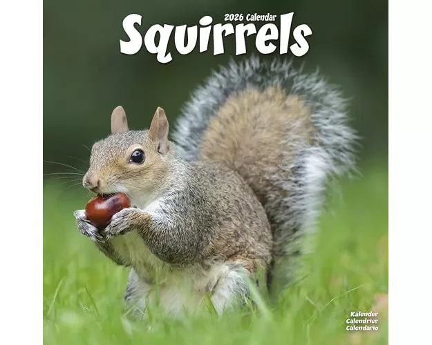 Squirrels Calendar 2026 Square Animal Wall Calendar - 16 Month