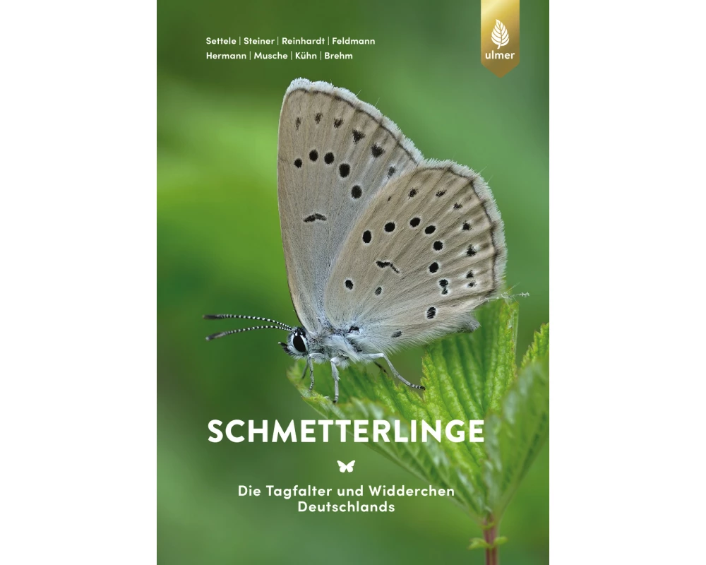 Schmetterlinge