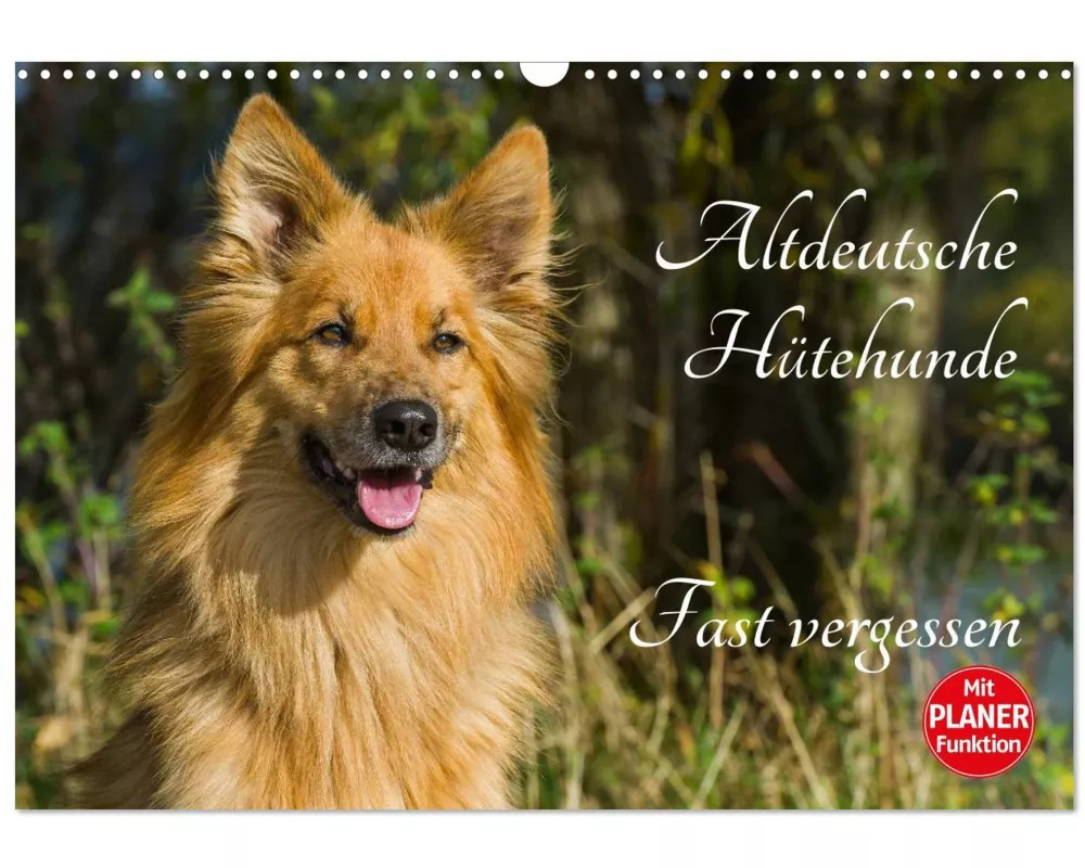 Altdeutsche Hütehunde - Fast vergessen (Wandkalender 2026 DIN A3 quer), CALVENDO Monatskalender