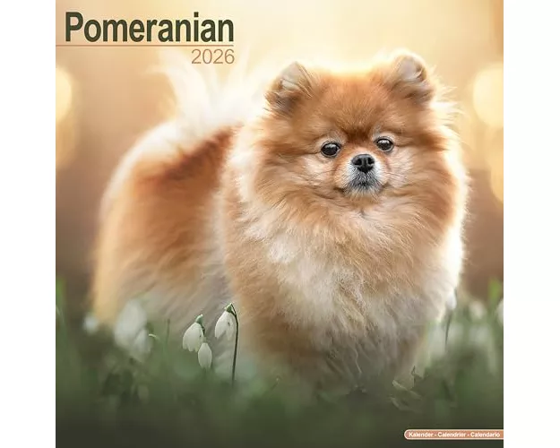 Pomeranian Calendar 2026 Square Dog Breed Wall Calendar - 16 Month