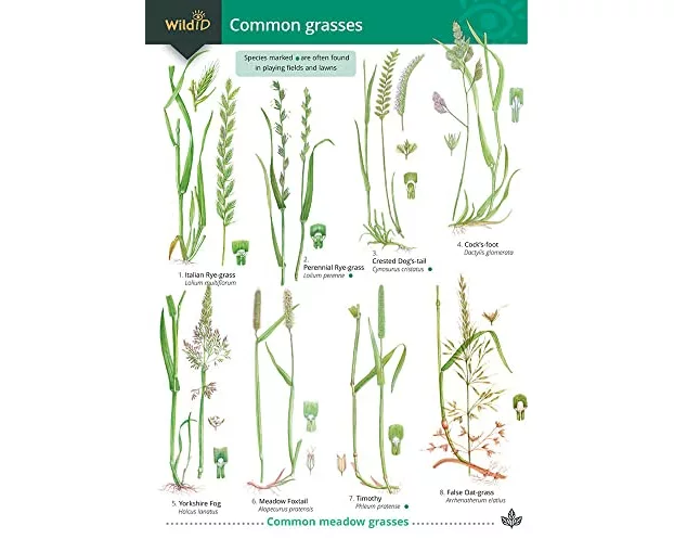 Guide to Common Grasses