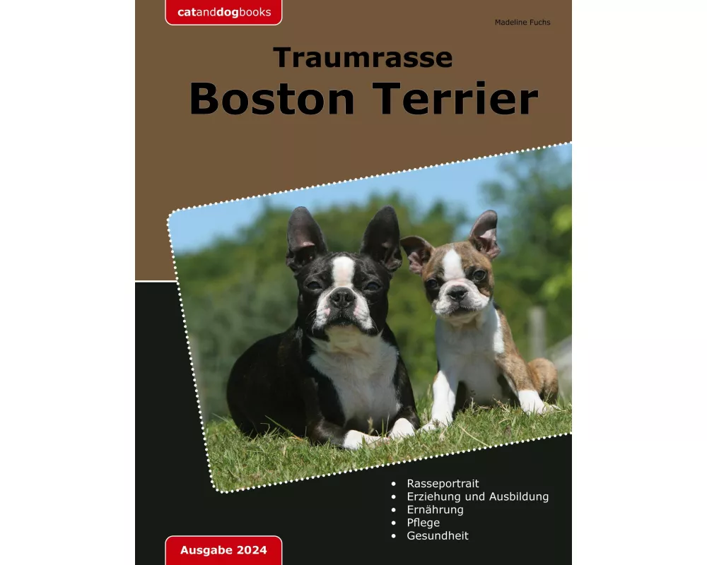 Traumrasse Boston Terrier
