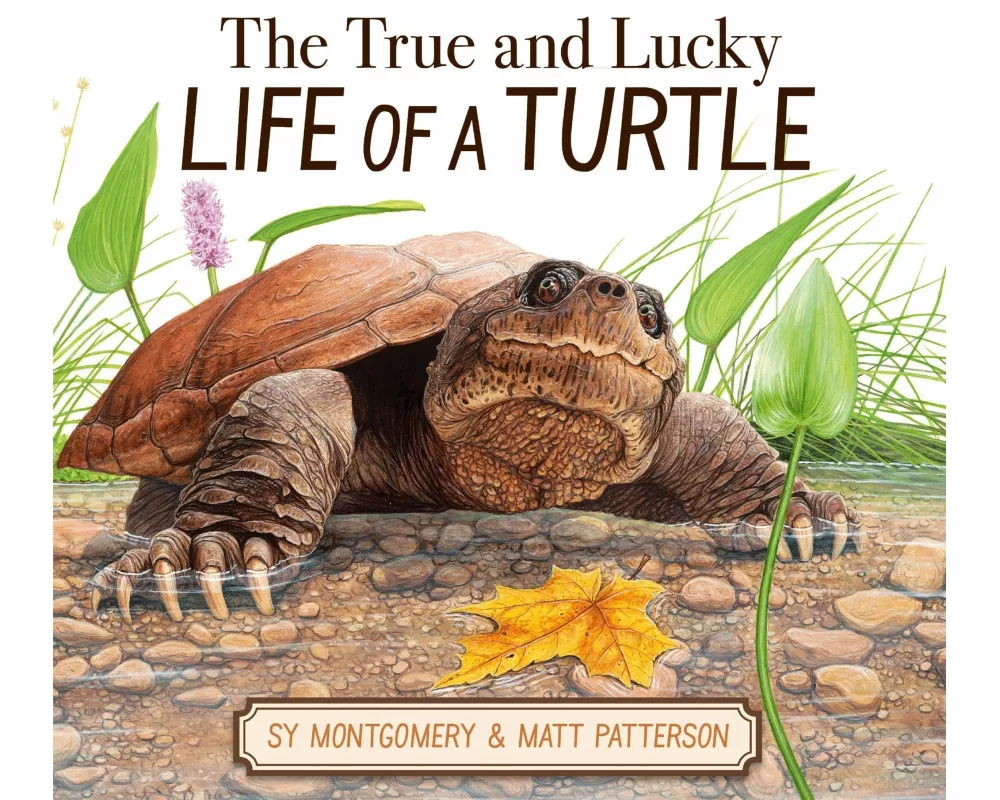 The True and Lucky Life of a Turtle