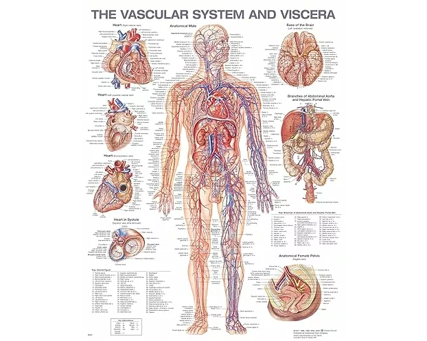 The Vascular System and Viscera Anatomical Chart