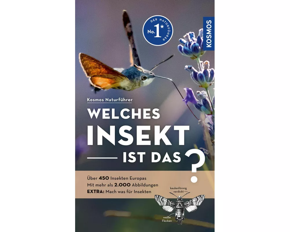 Welches Insekt ist das?