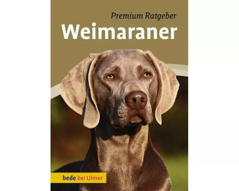Weimaraner