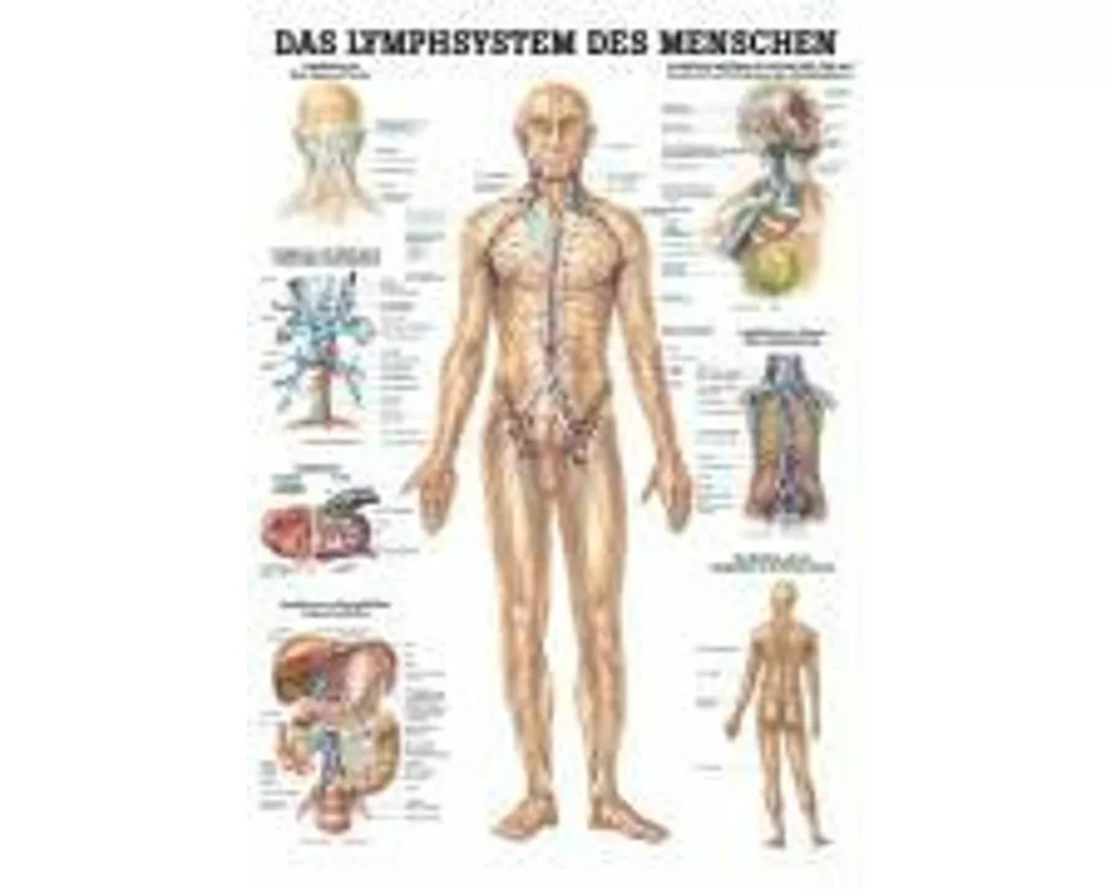 Anatomische Lehrtafel. Das Lymphsystem des Menschen. 70 x 100 cm