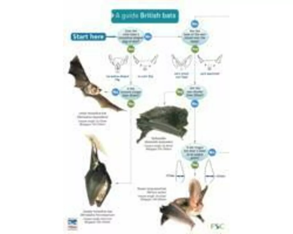 A Guide to British Bats