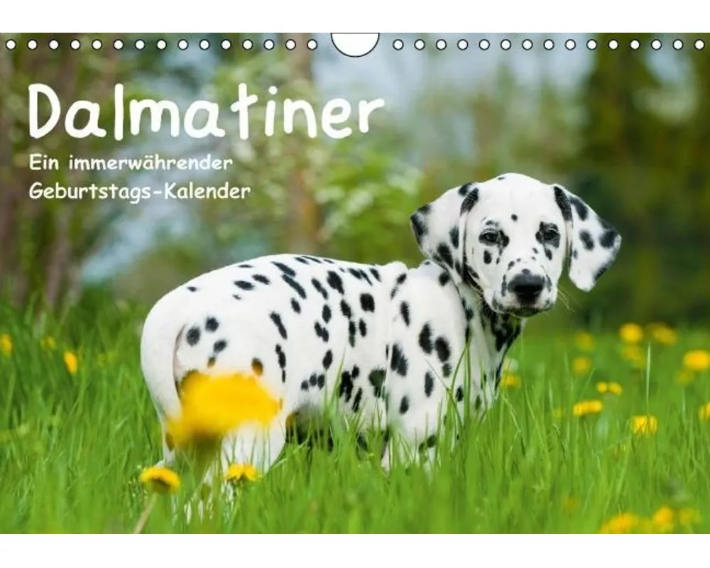 Dalmatiner - Ein immerwährender Geburtstags-Kalender (Wandkalender immerwährend DIN A4 quer)