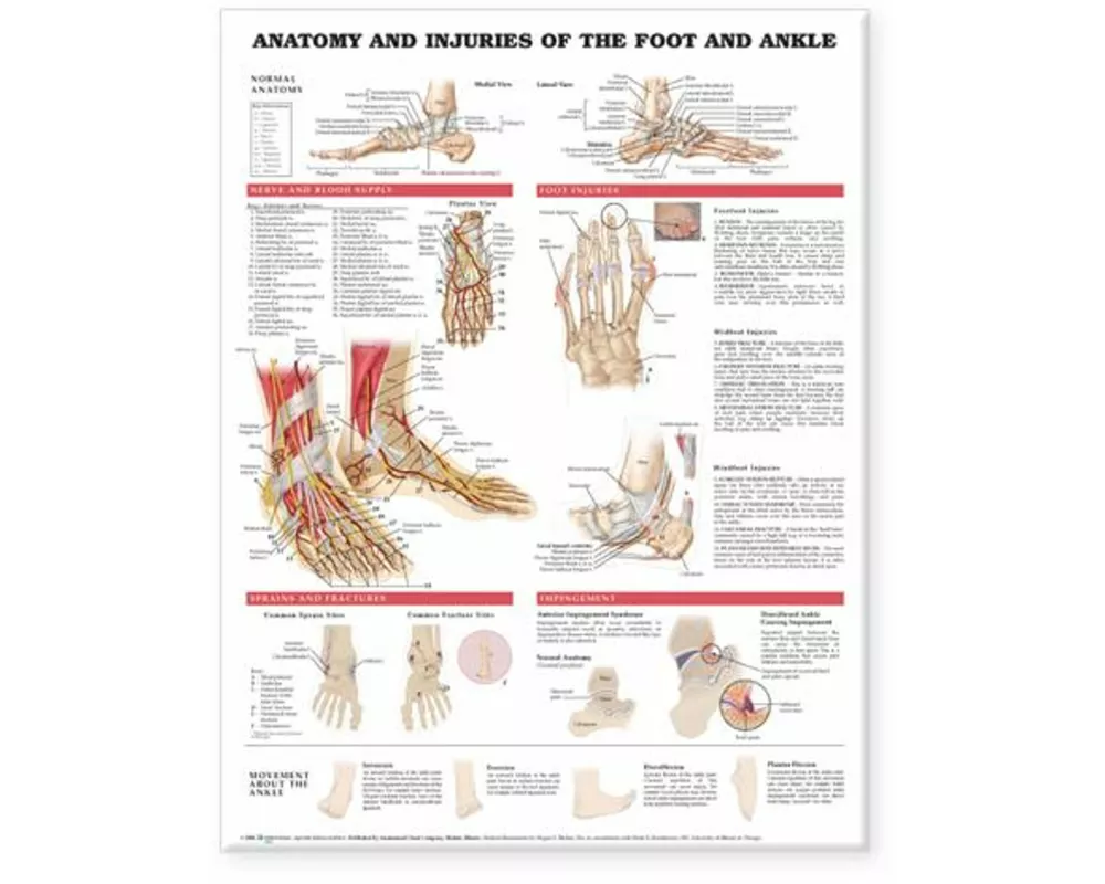 Anatomy and Injuries of the Foot and Ankle