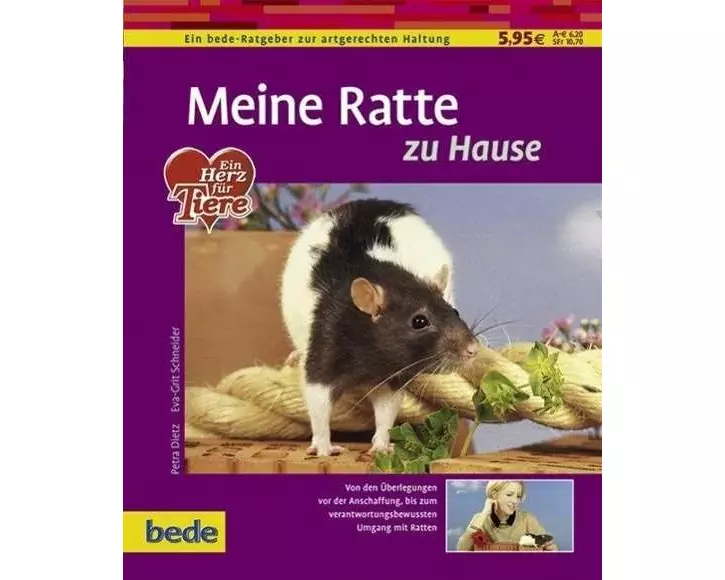 Meine Ratte zu Hause