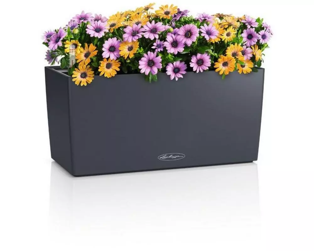 Lechuza BALCONERA Color 40 Grau/Schiefergrau