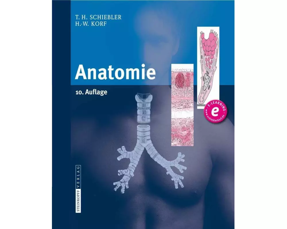 Anatomie