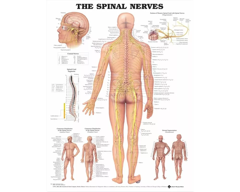 The Spinal Nerves Anatomical Chart