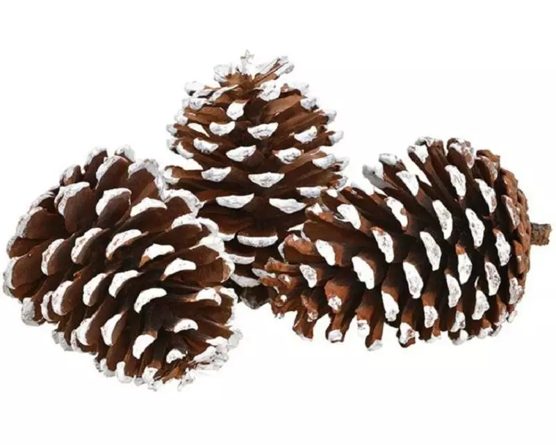 G. Wurm Streudeko Tannenzapfen mit Schnee, 3 Stück