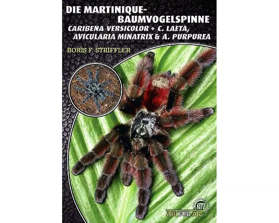 Die Martinique-Baumvogelspinne