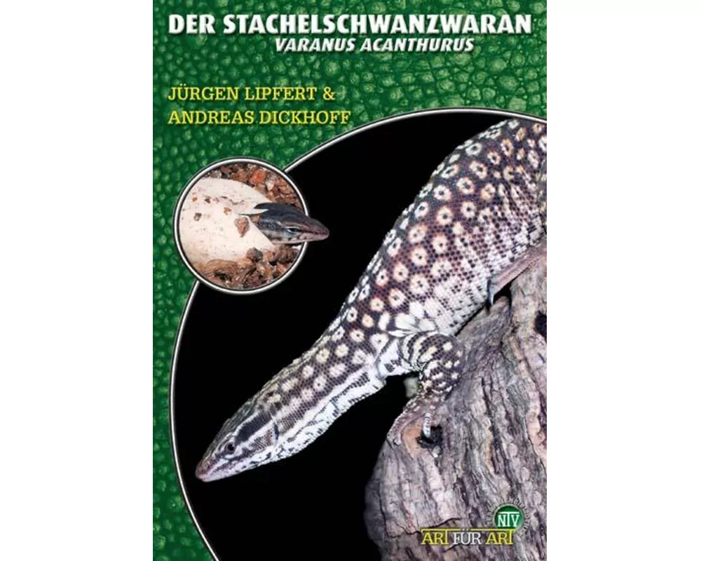 Der Stachelschwanzwaran