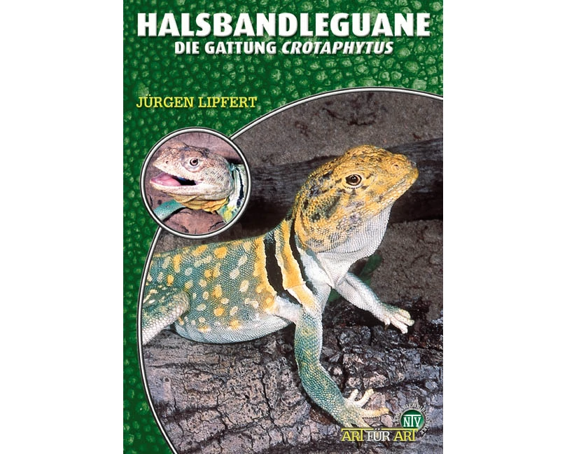 Halsbandleguane