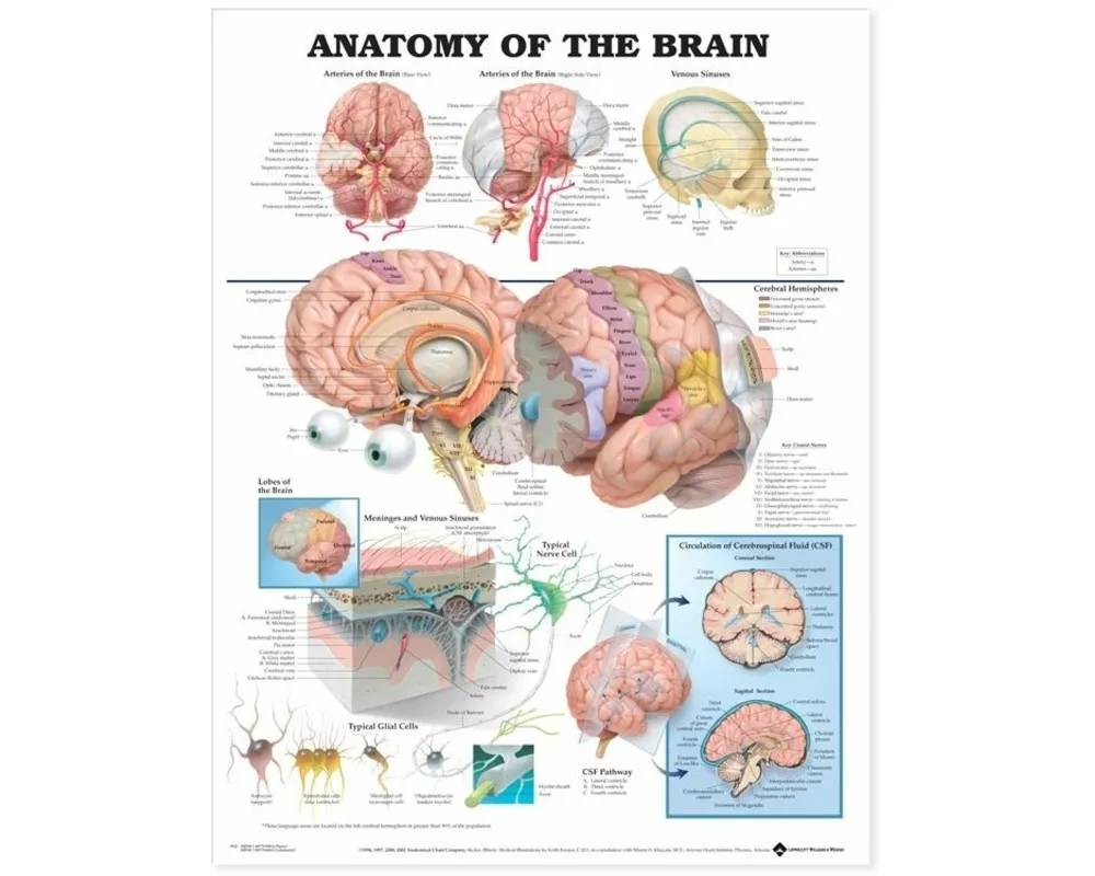 Anatomy of the Brain Anatomical Chart