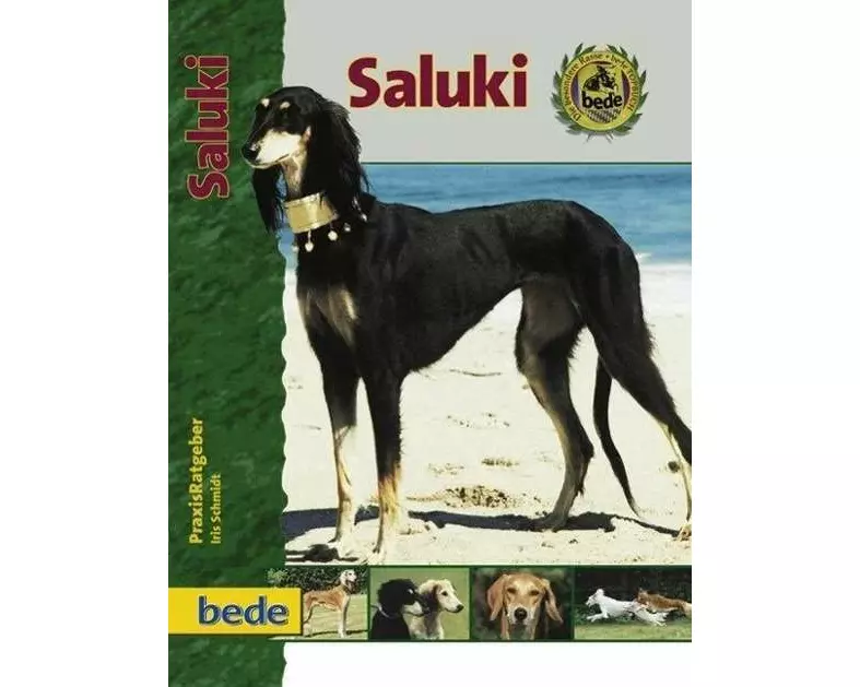 Saluki