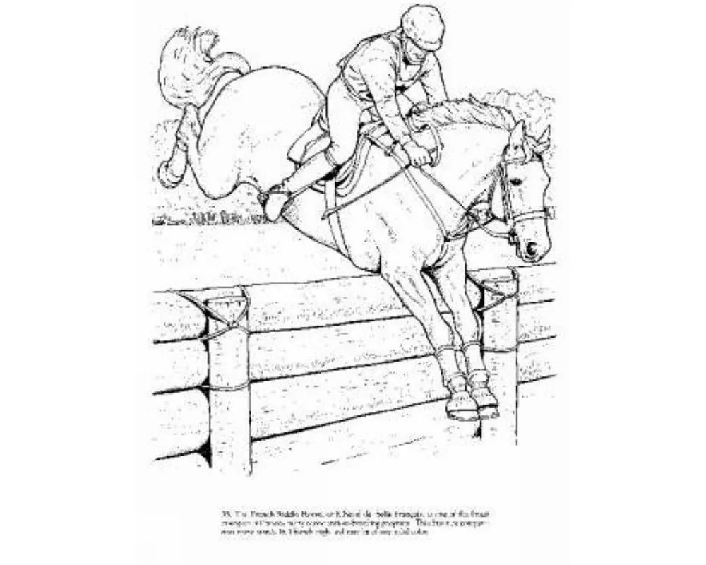 Big Book of Horses to Color