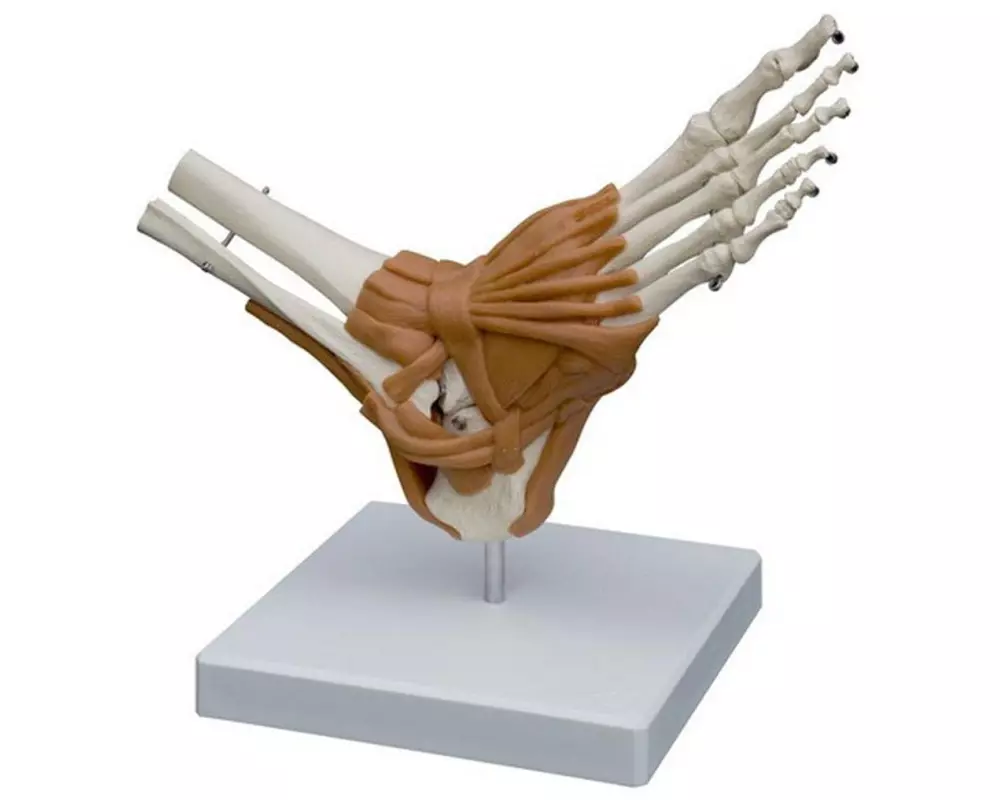 Rüdiger Skelett Fuss mit Gelenkbändern