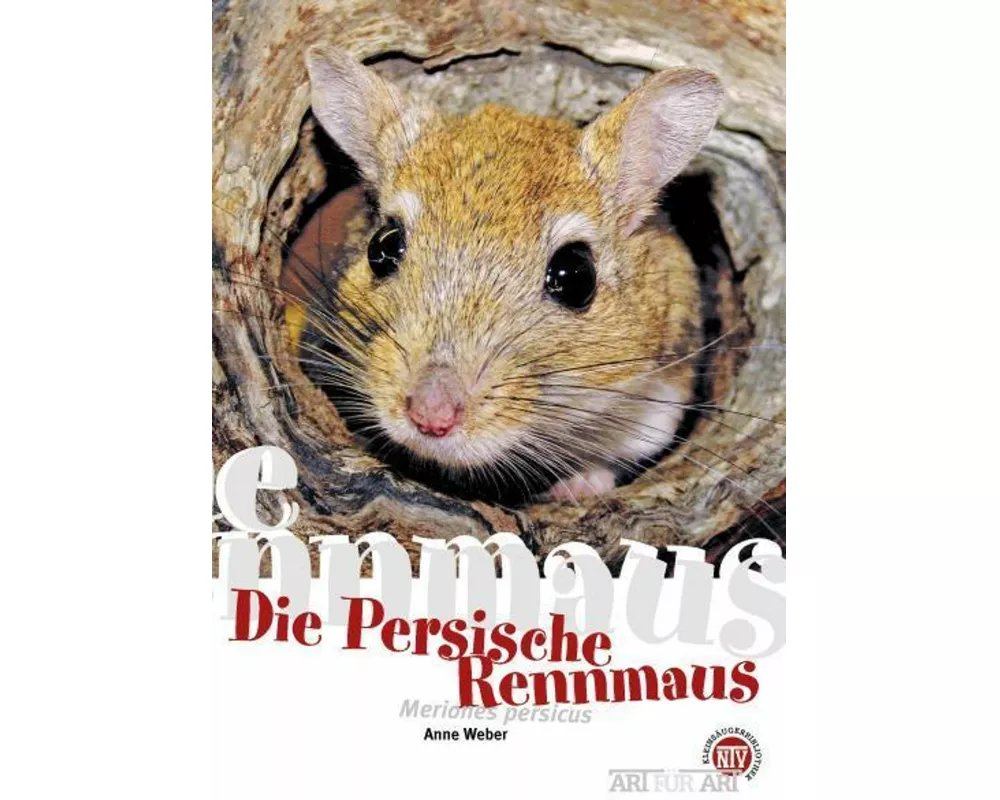 Die Persische Rennmaus