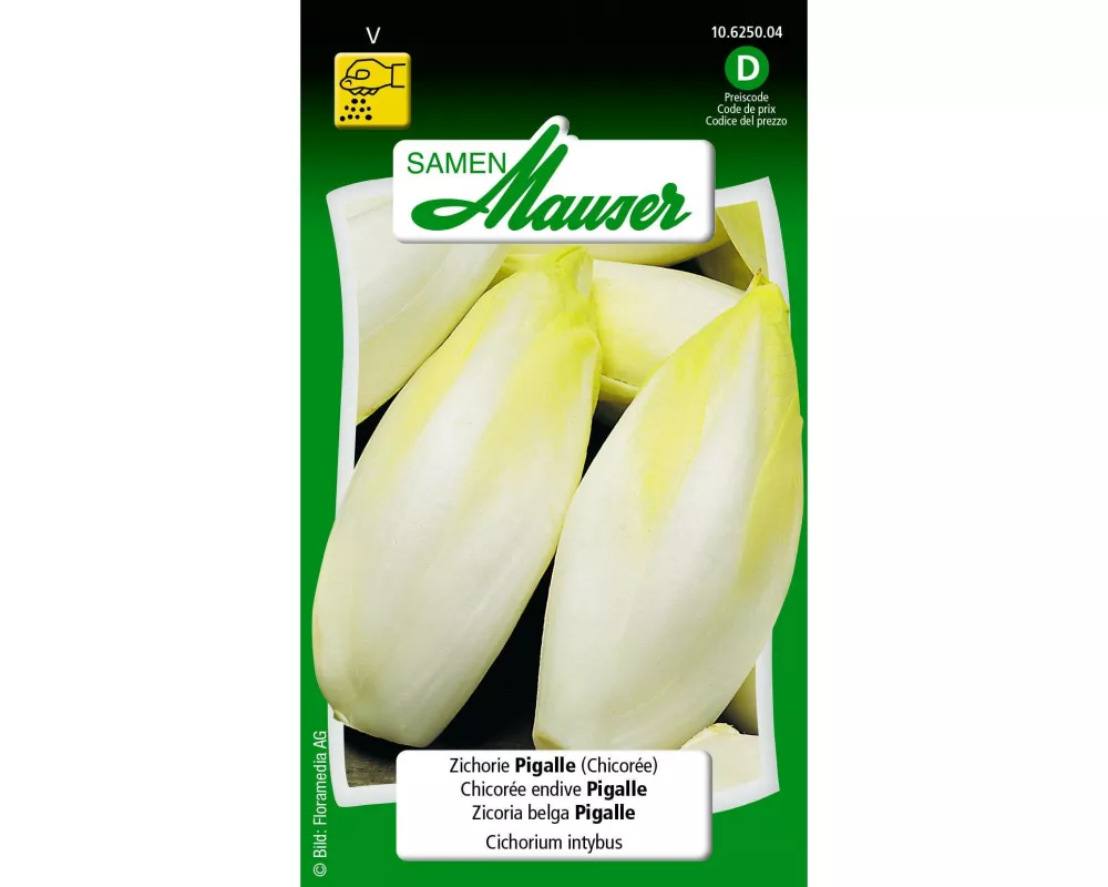 Samen Mauser Samen Zichorie Pigalle (Chicorée)