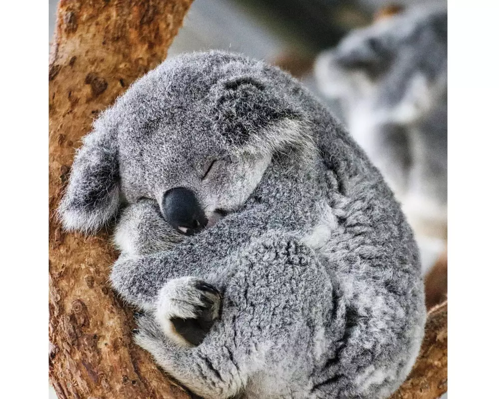Cart Motivkarte Koalabär 13 x 13 cm