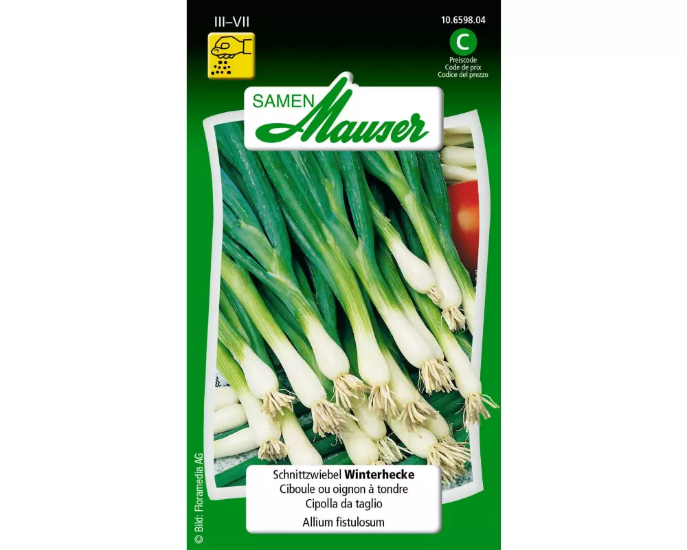 Samen Mauser Samen Schnittzwiebel Winterhecke