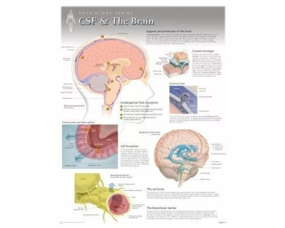 CSF & the Brain Laminated Poster