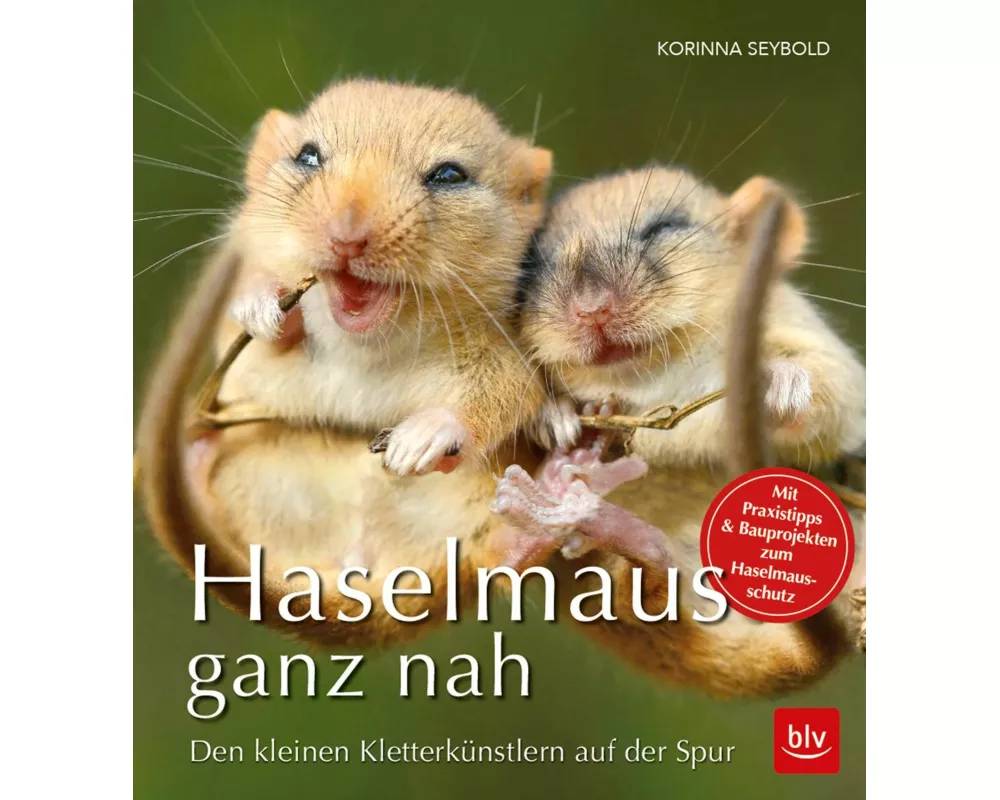Haselmaus ganz nah