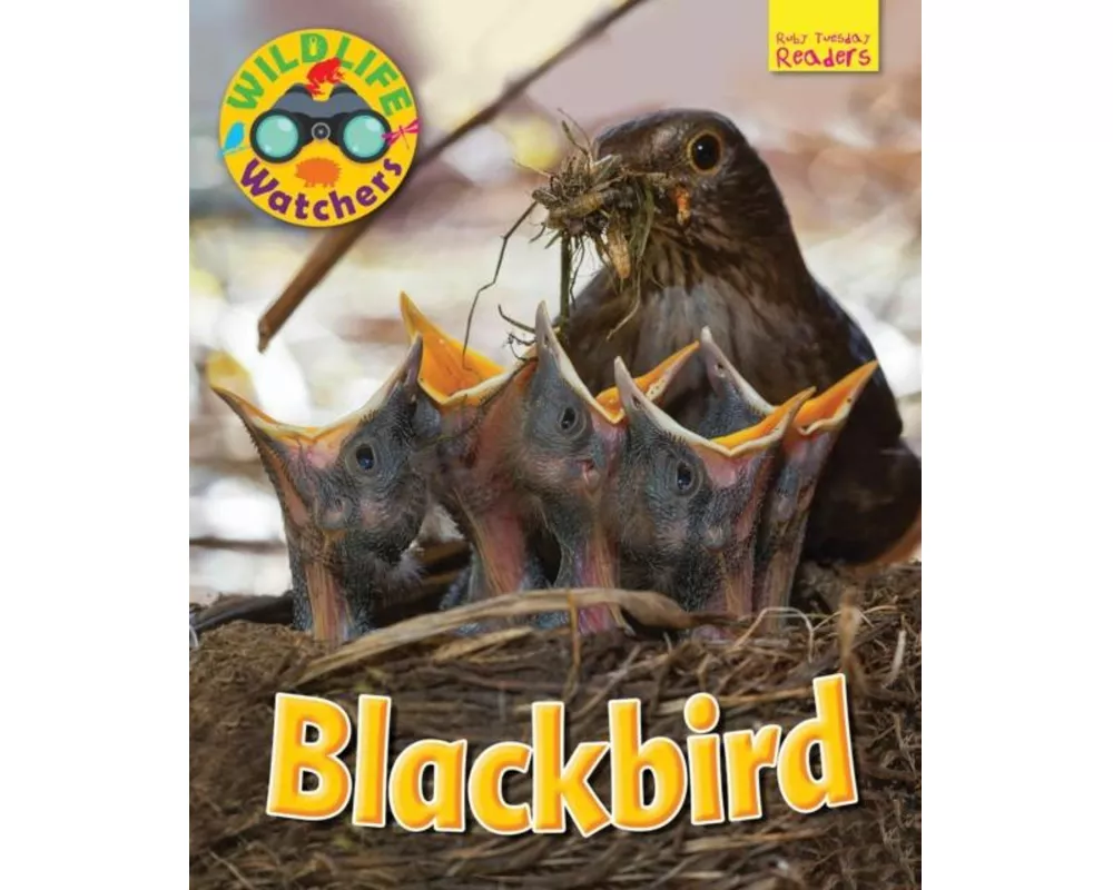 Wildlife Watchers: Blackbird
