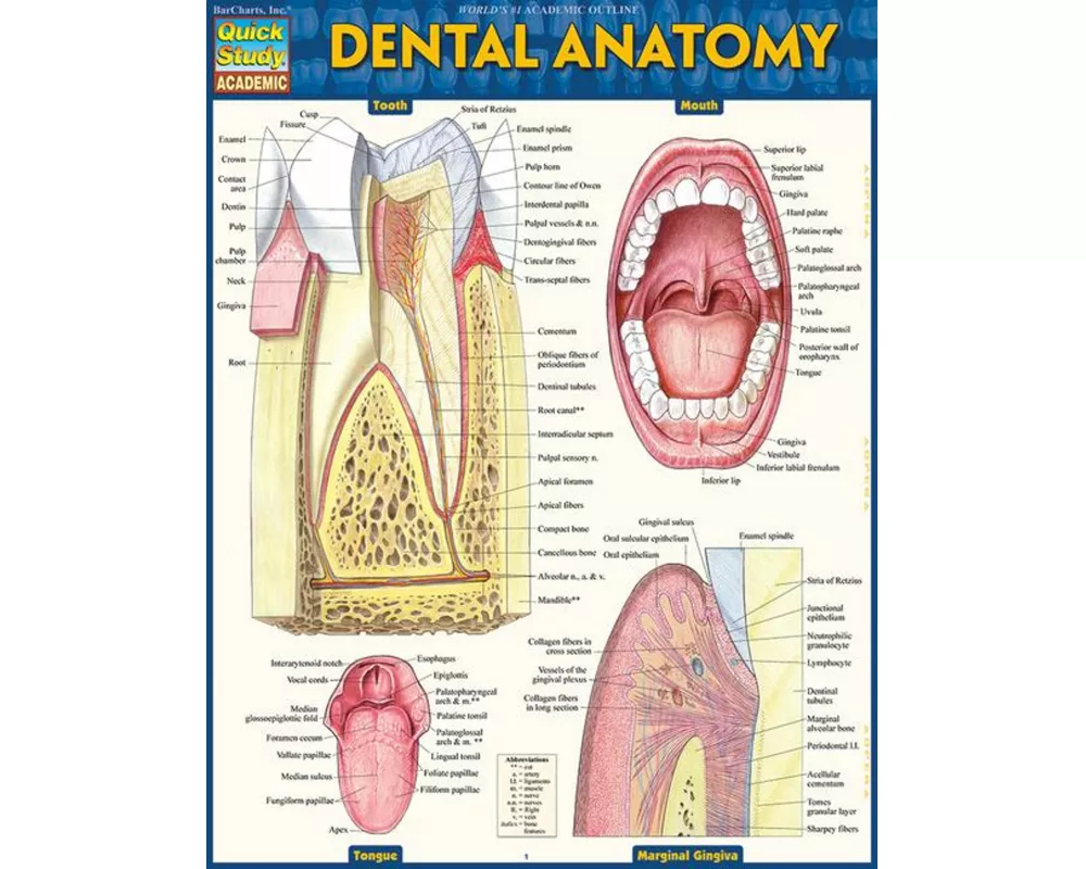 Dental Anatomy