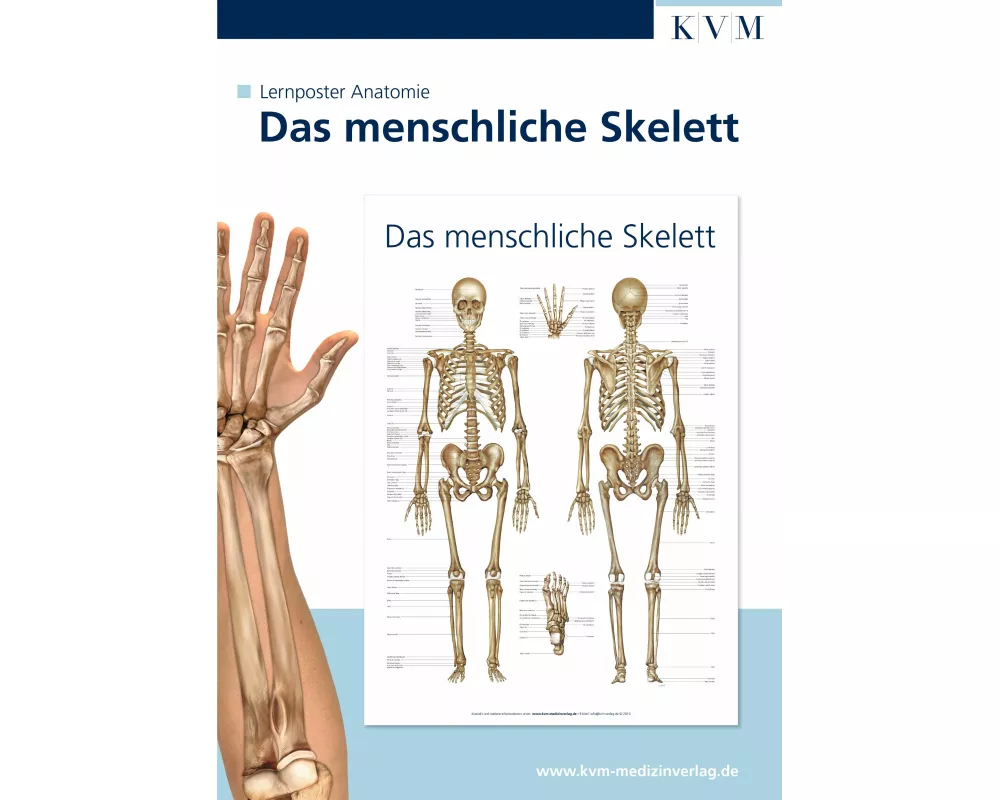 Anatomie Lernposter. Das menschliche Skelett