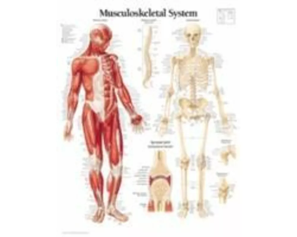 Musculoskeletal System Laminated Poster