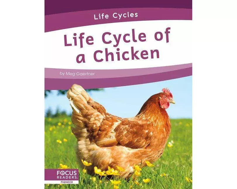 Life Cycle of a Chicken